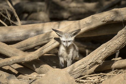 sdzoo:Do you know this fox species? Hint: they’re not kit...