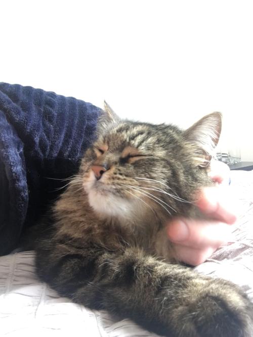 awwflycat