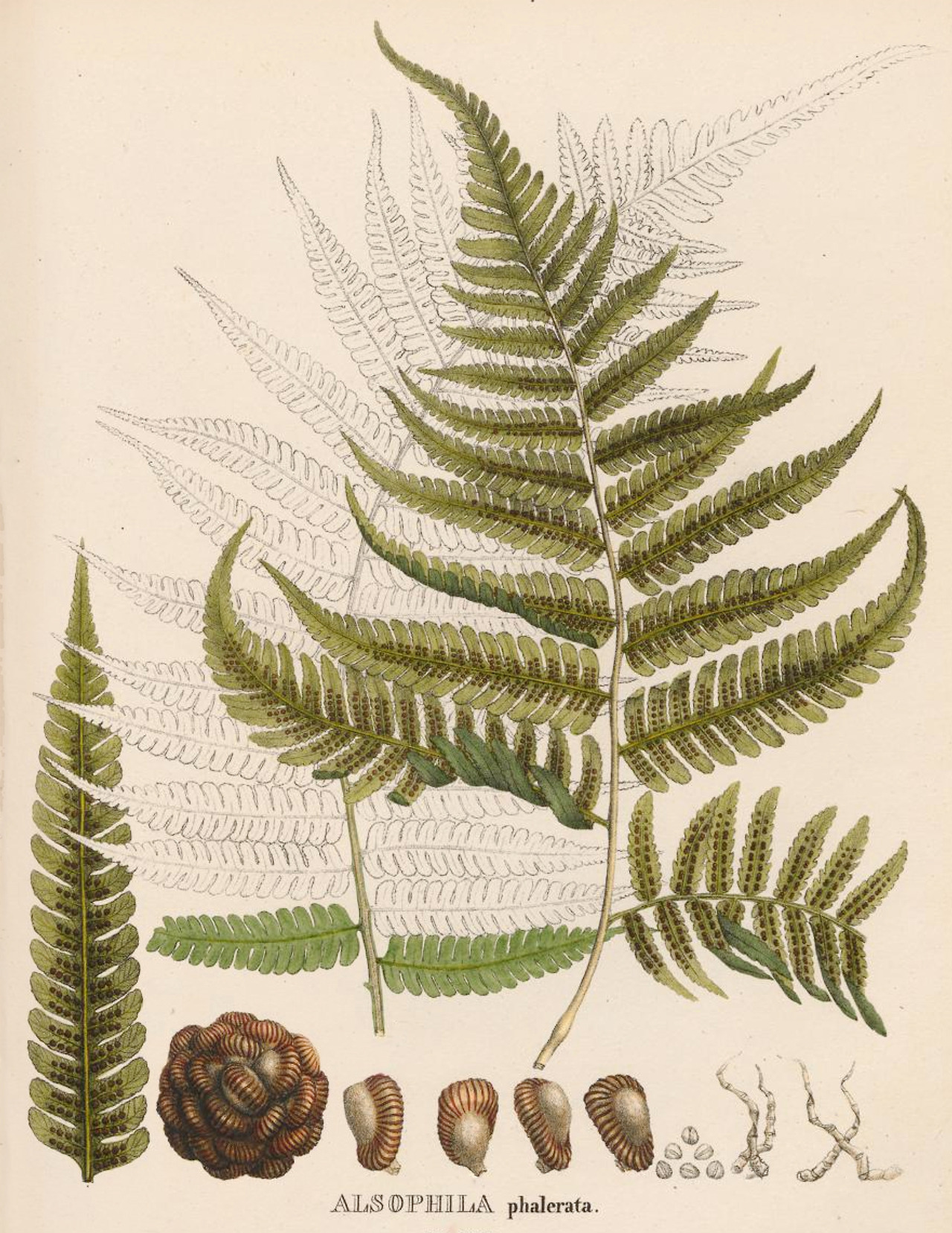 This Ivy House - clawmarks: Icones plantarum cryptogamicarum