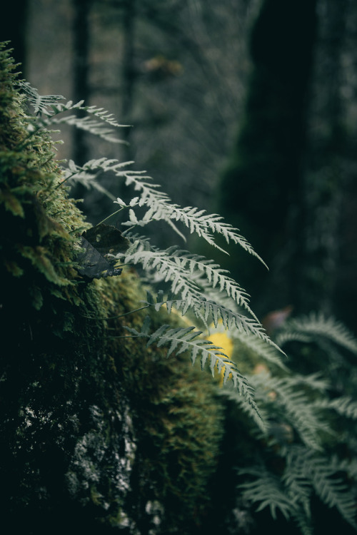 hannahkemp:Ferns//Washington November 2017Prints//Instagram