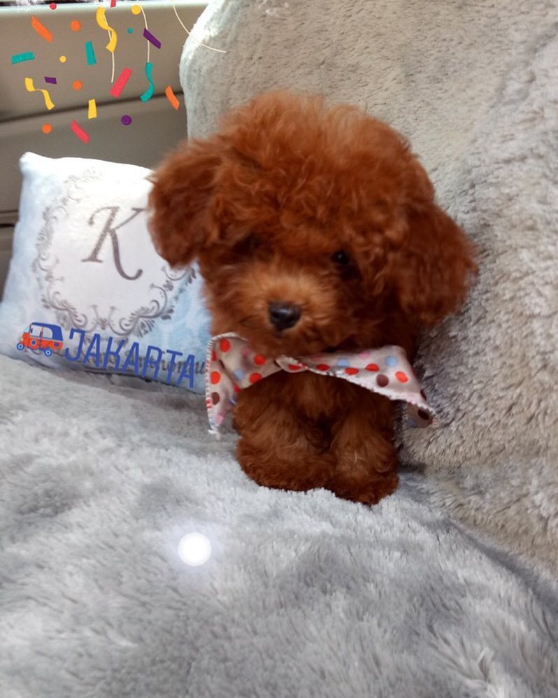 Anjingdijual Dijual Anak Anjing Red Toy Poodle Mini Murah Dan