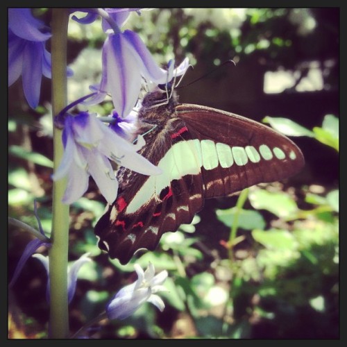 Lovely guest in my garden :)