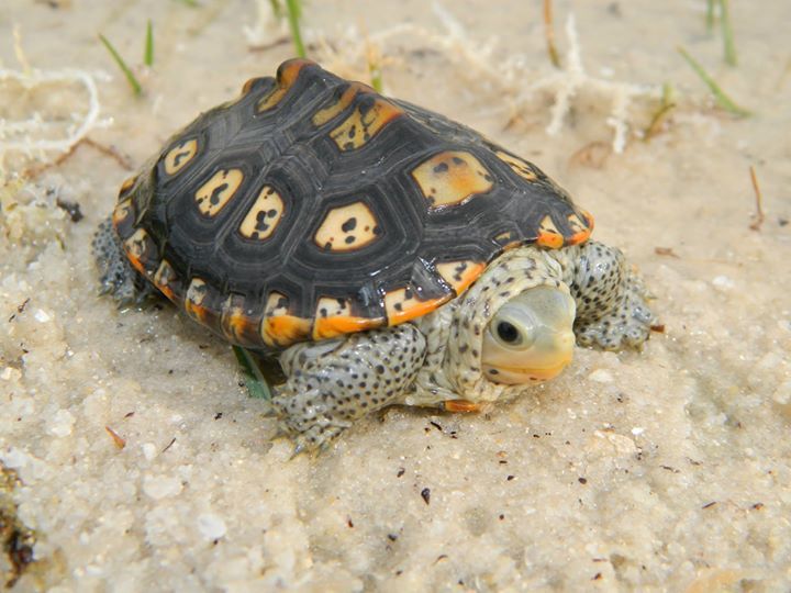 Nature and more: rhamphotheca: Baby Ornate Diamondback Terrapin...