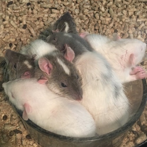 snuffbait:a cup o’rats