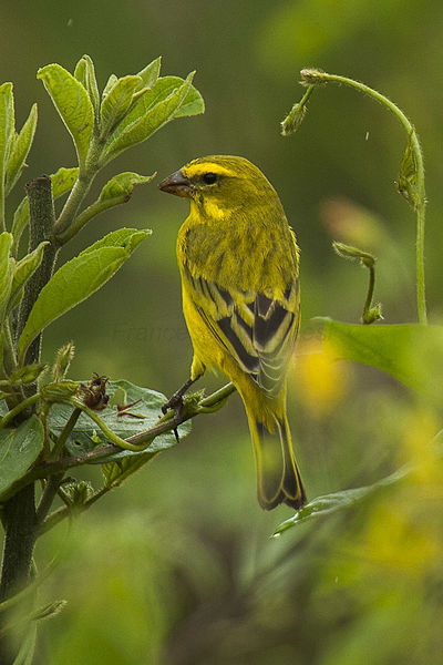 Let's do Some Zoology! - Brimstone Canary (Crithagra sulphuratus) Also...