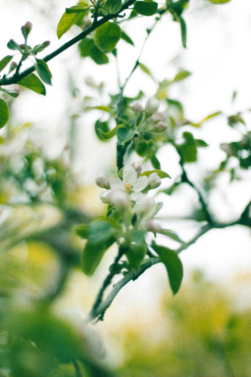 rabbitinthemeadow:Giddy with the sweetness of spring // Part 1