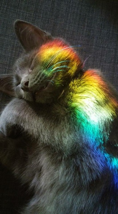 rainbow cat on Tumblr