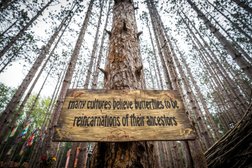 electricforestfest:Forest wisdom - words to live by. ✨...