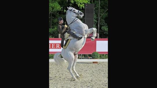 CAV Spanische Hofreitschule Wien Heldenberg 05