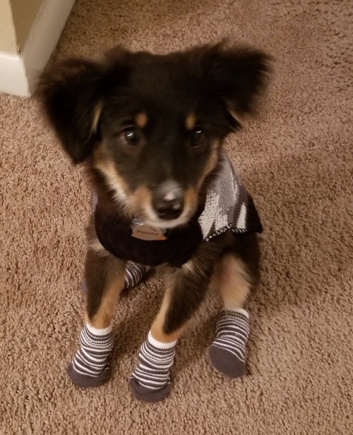 handsomedogs:Someone likes their socks.