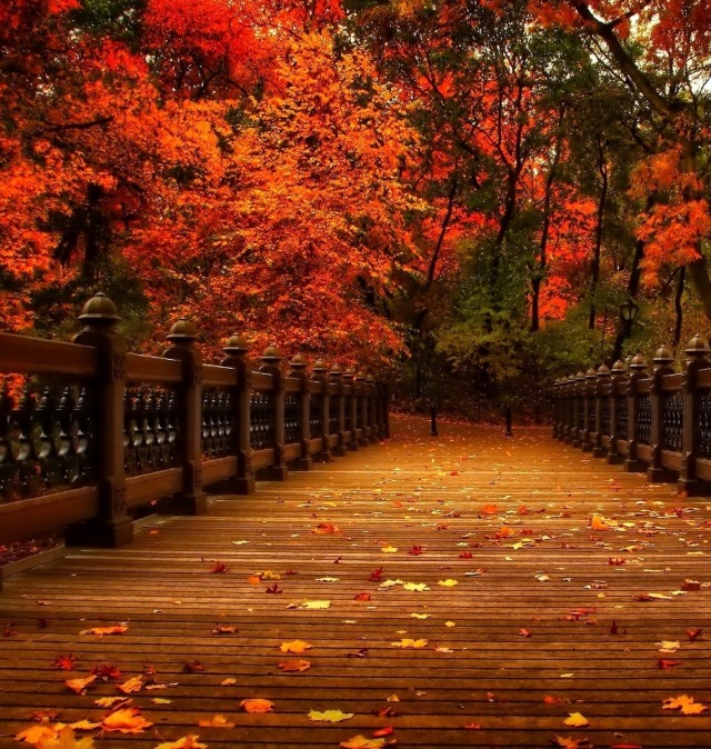 Twilight Stardust — autumn-dreamin: thebookofsecrets: Autumn...