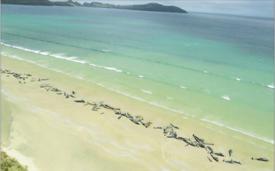 Capobranco.
Este sábado pasado aparecieron 140 grandes delfines muertos en una playa de Stewart Island, al sur de Nueva Zelanda.
¿Causa de la hecatombe?
Según los expertos, el sentido gregario (o el vínculo social si lo prefieres) de estos mamíferos...