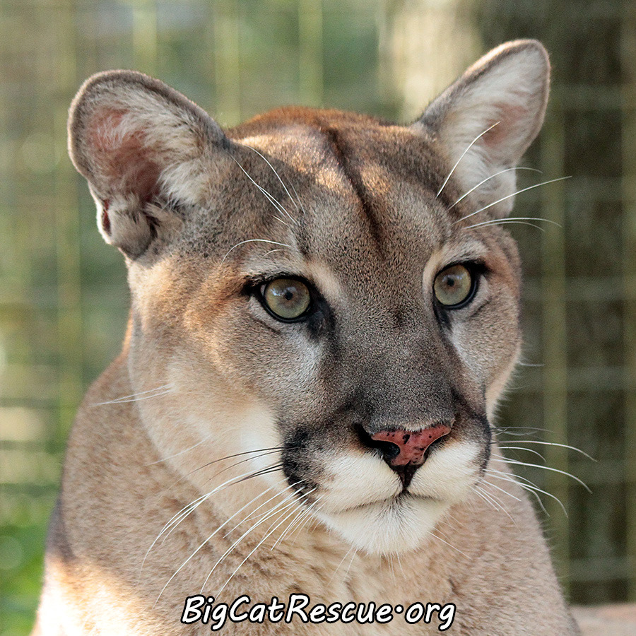 Big Cat Rescue | Ares Cougar BigCatRescue.org/ares/