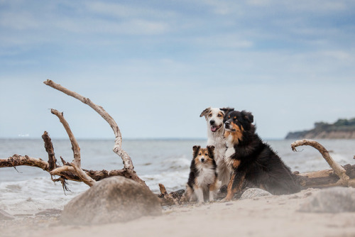 lainphotography:Diva (sheltie), Dundee (Aussie) and Daphne...