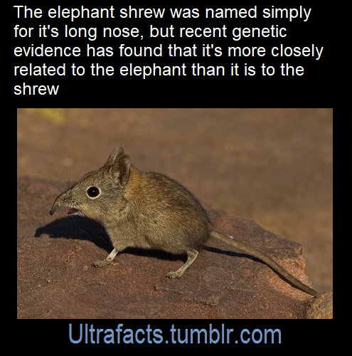 ultrafacts:Source: [x]Click HERE for more facts!