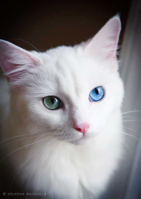 Zelkova Ragdolls — Collie with her newborn Ragdoll kitten