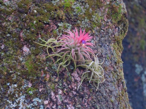 Tillandsias in Cuernavaca, Mexico this morning, 2017.5.27