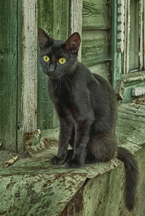 black cat on Tumblr