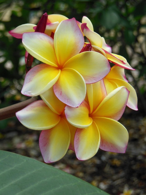 Hawaiian Plumeria by joeyartist - Nourish Your Soul