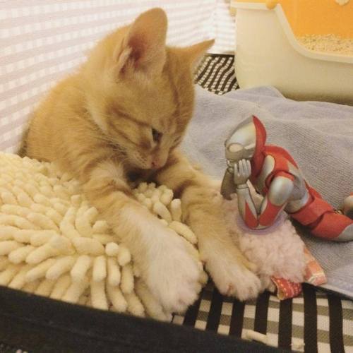 catsbeaversandducks:When Ultraman isn’t fighting bad guys, he’s...