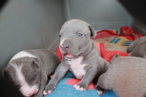 pitbull puppies on Tumblr