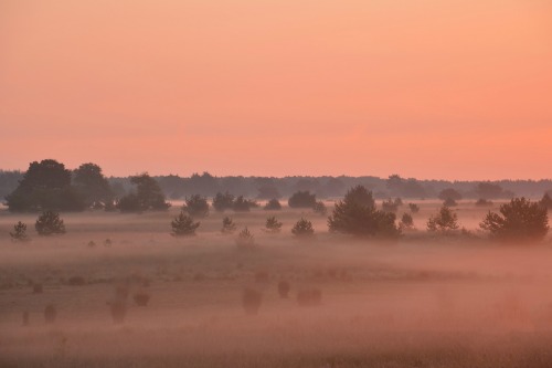 expressions-of-nature:Facing the Fog by Alice van der Plas