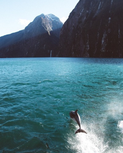 new zealand dolphins tumblr