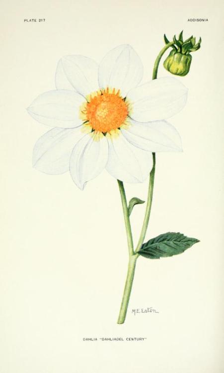 heaveninawildflower