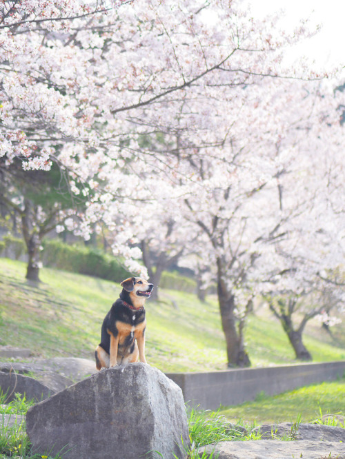 My town fills with cherry blossoms.I become a dog and sniff the...