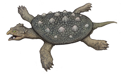 The Flat-plate Turtle, Placochelys (1902) Phylum : - The Evolution 