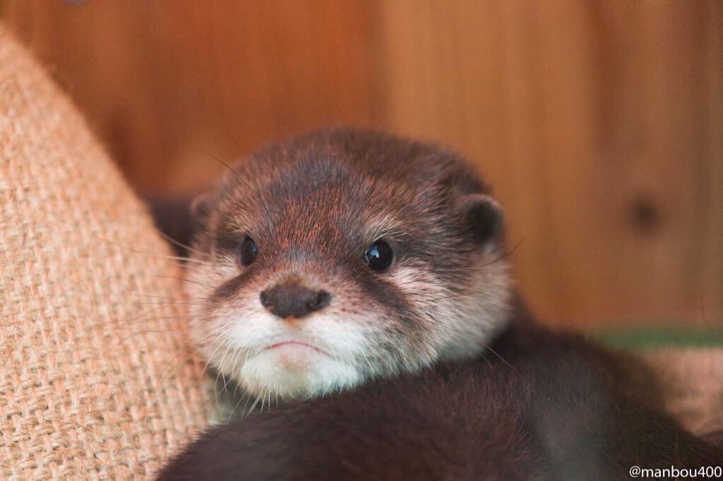 Maggie loves otters | Sweet otter face From manbou400...