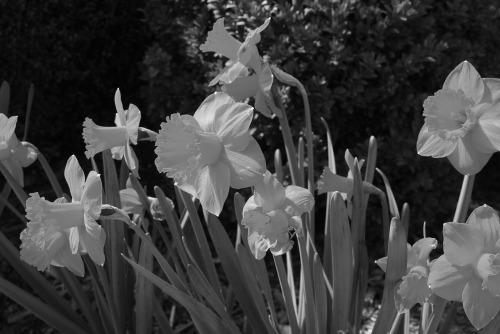 Spring Daffodils