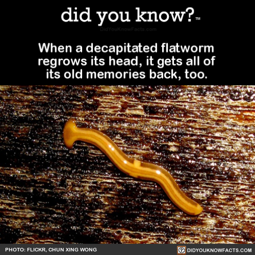 when-a-decapitated-flatworm-regrows-its-head-it