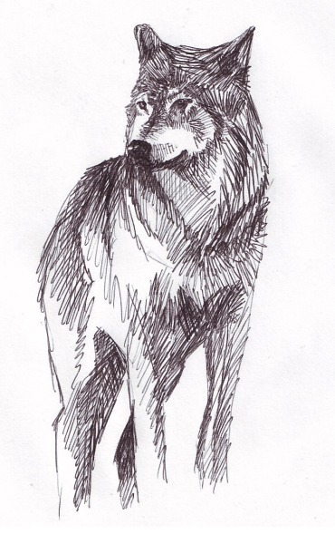 Wolf Drawing Tumblr