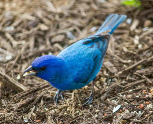 jmg-photography:Primary Colors in the Birding WorldA Northern...