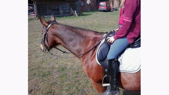 CAV Rassen die Leser reiten Leserfotos Lara Kuschel