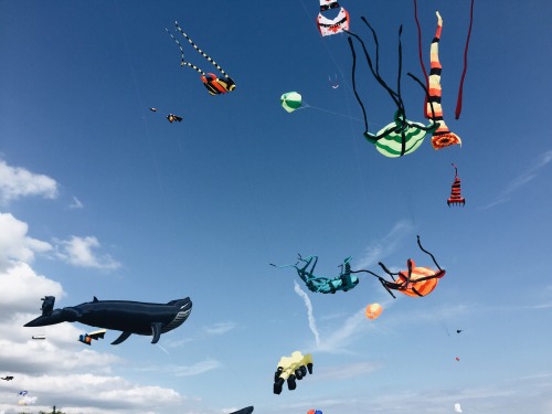 florels kites kite