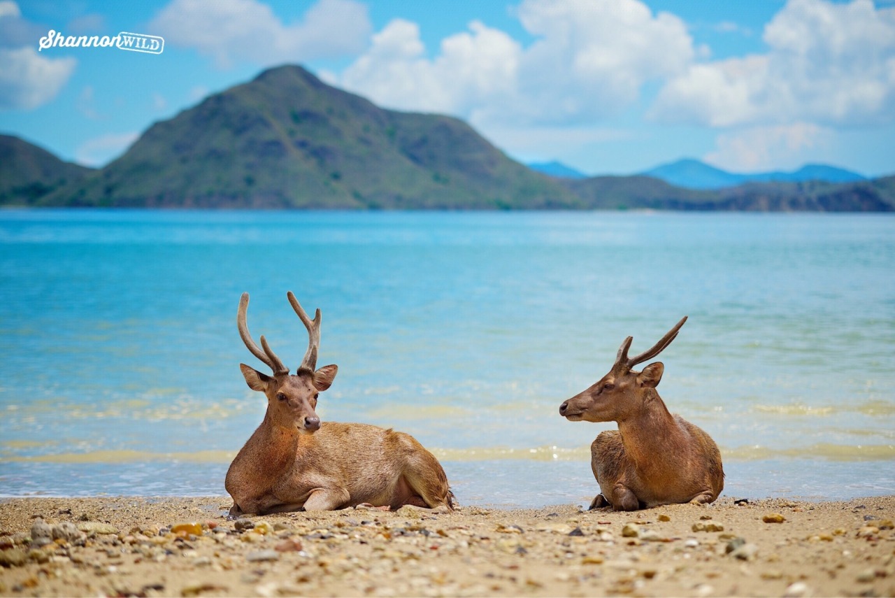 Shannon Wild Two Javan rusa deer  on the beach of Komodo 