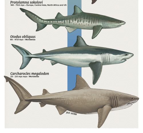 paleoart:Evolution Series: Shark ShenanigansShark fossils are...