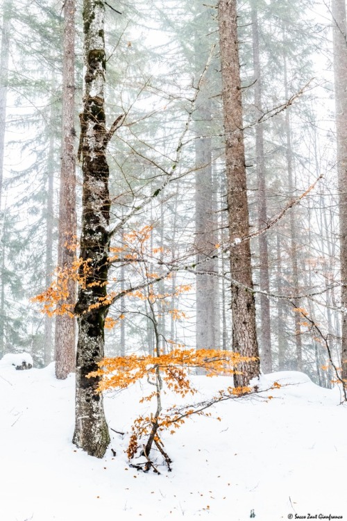 rushingriver:contrast - Comelico Valley - DolomitesDedicated...