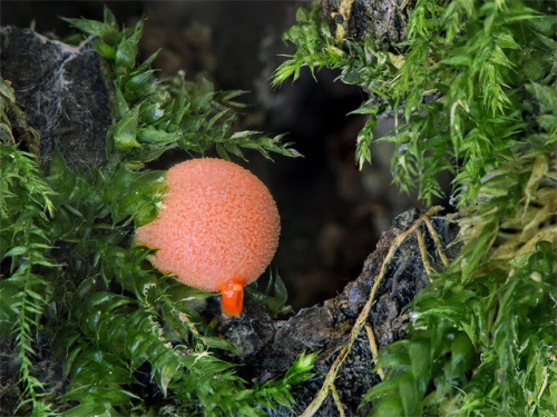 wapiti3:MUSHROOMS!Kleckselkönig photos