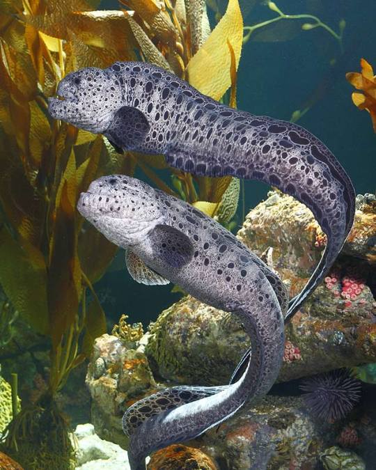 pacific wolf eel