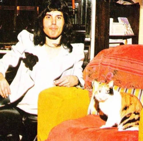 foxy-mulder:Freddie Mercury (Farrokh Bulsara) + cats...