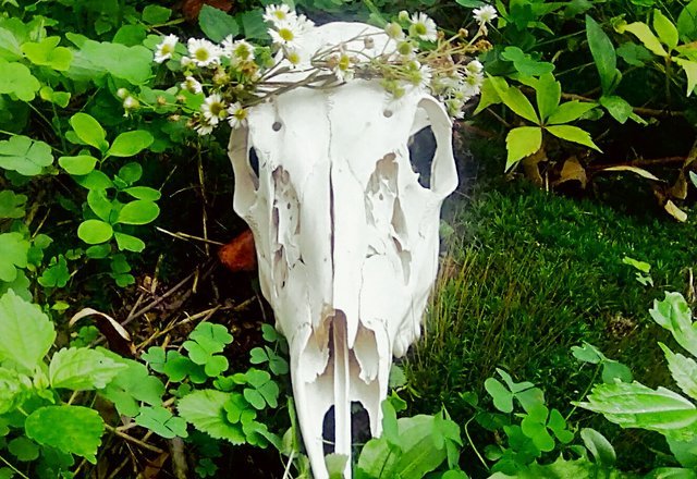 I made one of my skulls a flower crown. 💛 Her name... - Cottagecore and ...