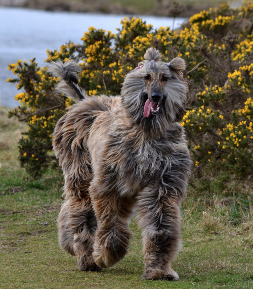 hounddogsrunning:Montrose!