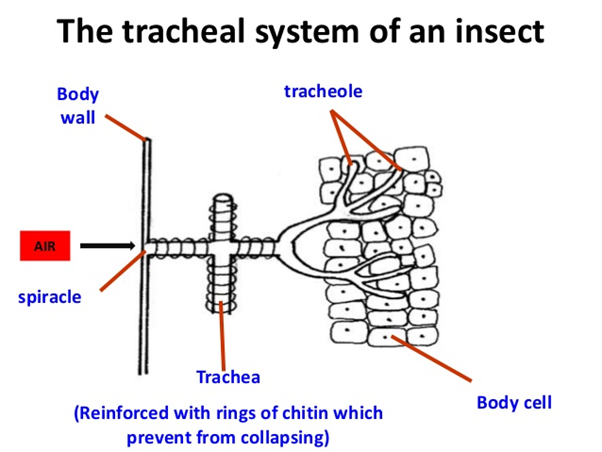 Tracheal System In Insects : Mass and volume growth of an insect ...