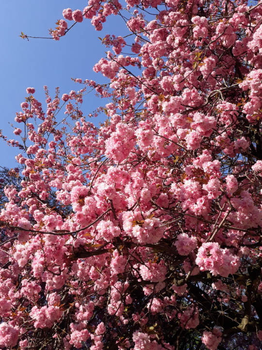 Spring Trees On Tumblr