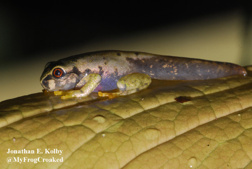 myfrogcroaked:Plectrohyla dasypus, Cusuco National Park,...