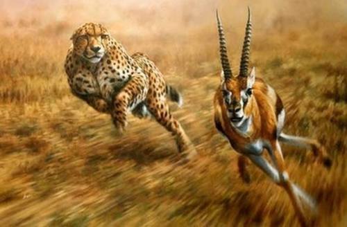 fast prey animals