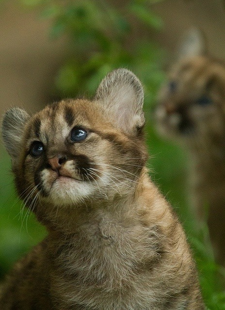 lolcuteanimals